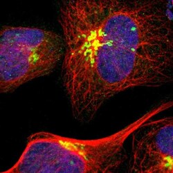 GOLGA5 Antibody, Novus Biologicals:Antibodies:Primary Antibodies
